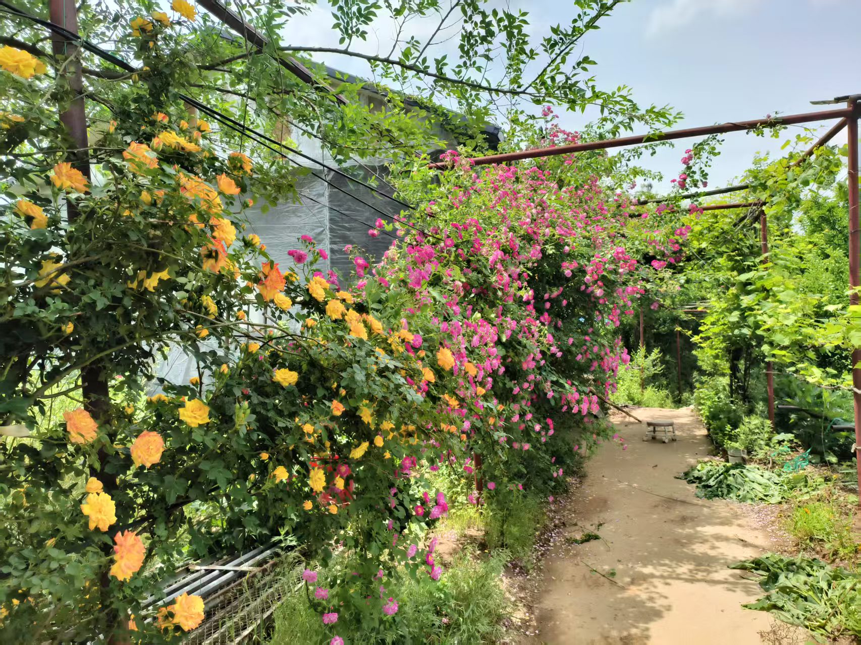 长廊风景
